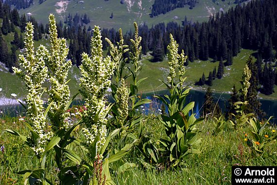 Veratrum album - Weisser Germer