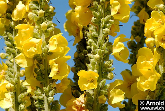 Grossblumige Königskerze - Verbascum densiflorum