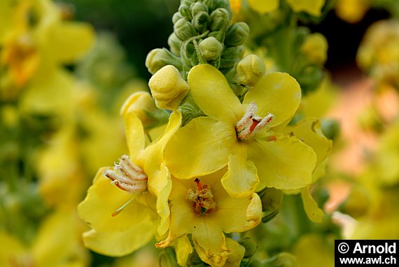 Kleinblumige Königskerze (Verbascum thapsus)