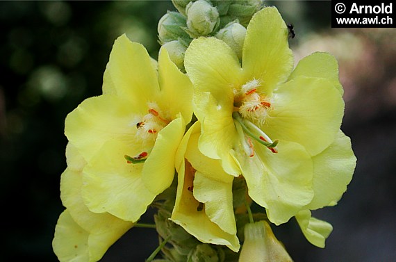 Königskerze mit Blüten