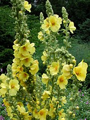 Verbascum densiflorum