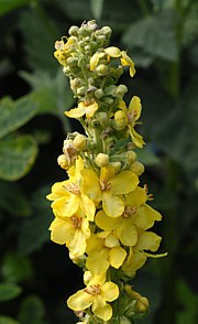 Verbascum thapsus