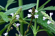 Verbena officinalis - Echtes Eisenkraut