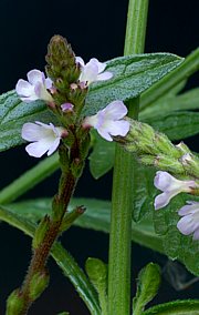 Eisenkraut - Verbena officinalis