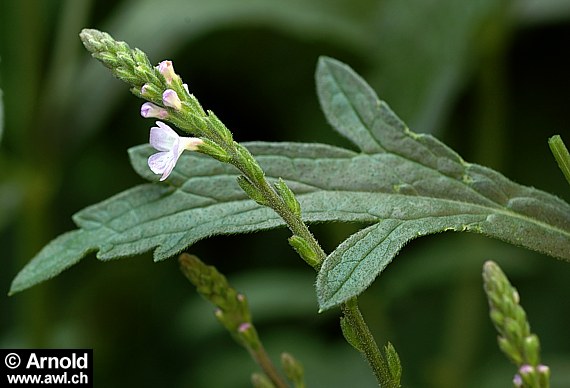 Eisenkraut (Blütenrispe und Blatt)