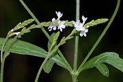 Eisenkraut - Verbena officinalis