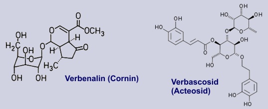 Verbenalin, Acteosid - Inhaltstoffe im Eisenkraut