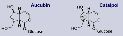 Aucubin, Catalpol - Inhaltsstoffe des Ehrenpreises
