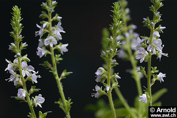 Echter Ehrenpreis (Veronica officinalis)