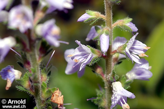 Echter Ehrenpreis (Veronica officinalis)