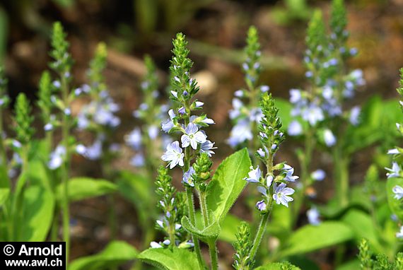 Veronica officinalis