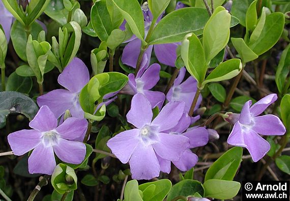 Immergrün (Vinca minor)