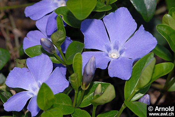 Vinca minor - Kleines Immergrün