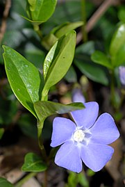 Vinca minor - Gemeines Immergrün