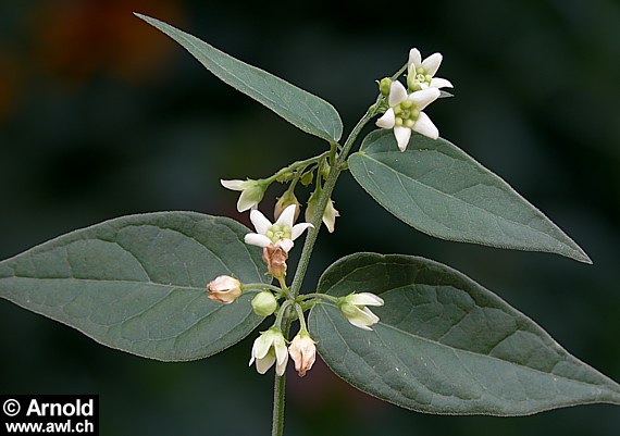 Schwalbenwurz - Vincetoxicum hirundinaria