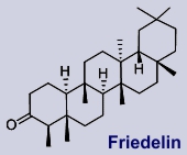 Friedelin - Inhaltsstoff des Duftveilchens