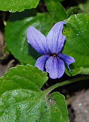 Viola odorata - Wohlriechendes Veilchen