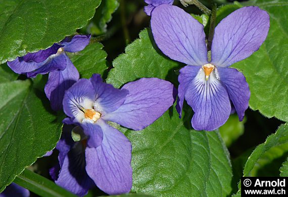 Viola odorata - Wohlriechendes Veilchen