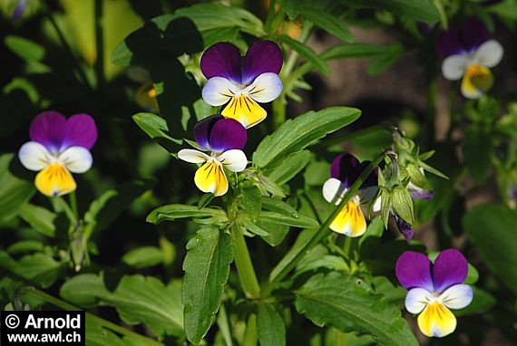 Viola tricolor - Feldstiefmütterchen