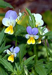 Viola tricolor - Feldstiefmütterchen