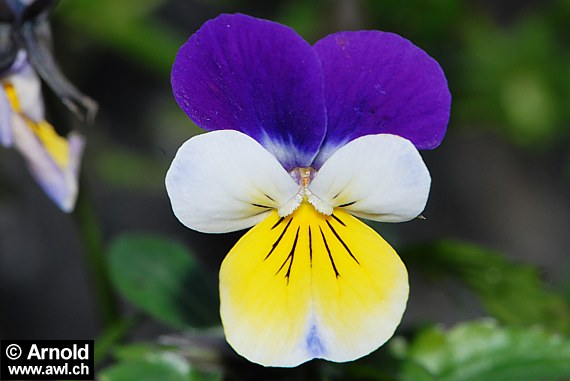 Viola tricolor - Stiefmütterchen