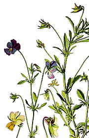 Viola tricolor - Feldstiefmütterchen