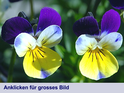 Blüten des Wilden Stiefmütterchens (Viola tricolor)