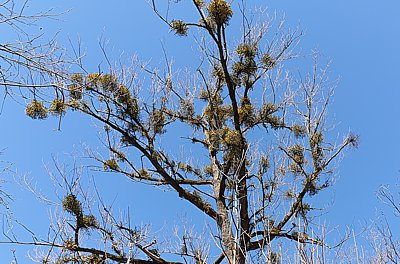 Ein Baum mit Misteln