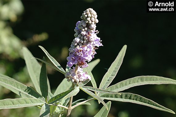 Mönchspfeffer (Vitex agnus-castus)