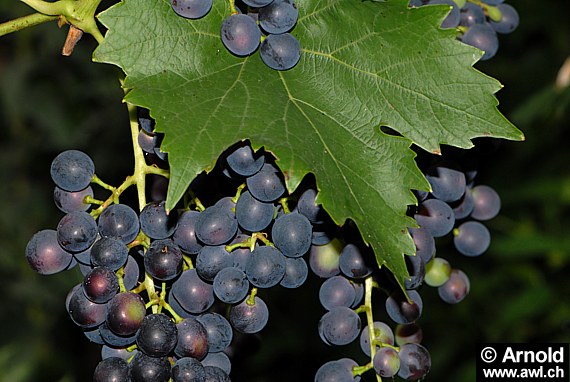 Vitis vinifera - Rotes Weinlaub, Weinrebe