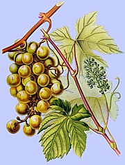 Vitis vinifera - Weinrebe