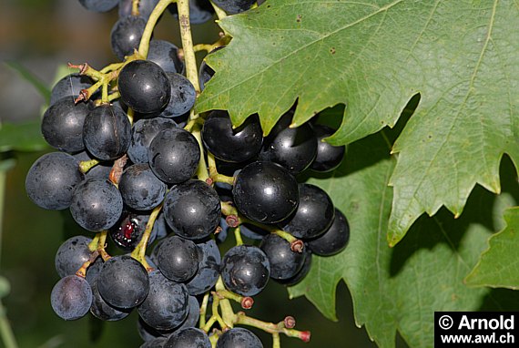 Vitis vinifera - Weinrebe (Weinlaub)