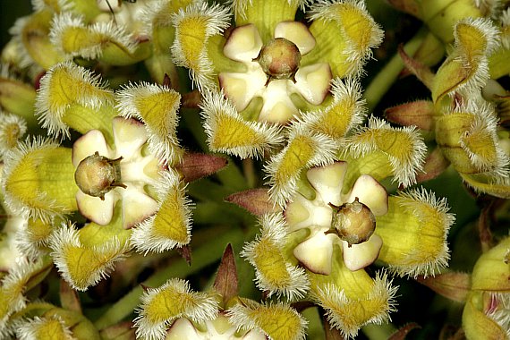 Uzara - Xysmalobium undulatum - Blüte