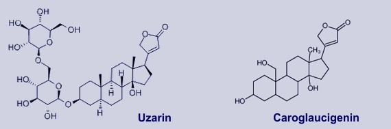Chem. Formeln von Uzarin und Caroglaucigenin