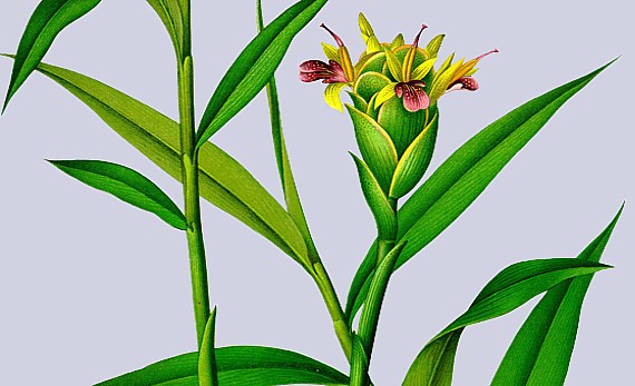Ingwer(Zingiber officinale) - Zeichnung der ganzen Pflanze