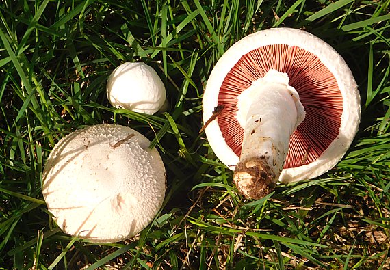 Feld-Egerlin, Wiesenchampignon