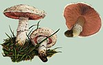 Wiesenchampignon