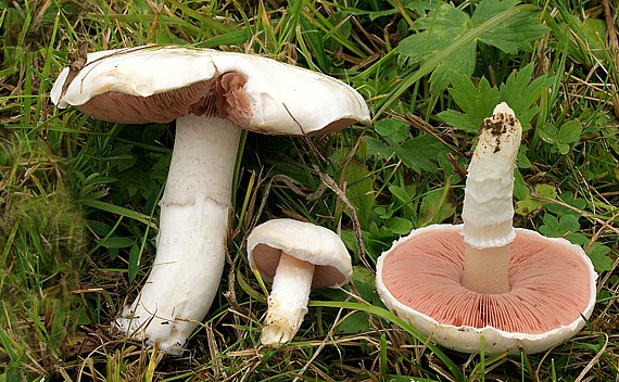 Lamellen des Wiesenchampignons: jung rosa, später schokoladenbraun