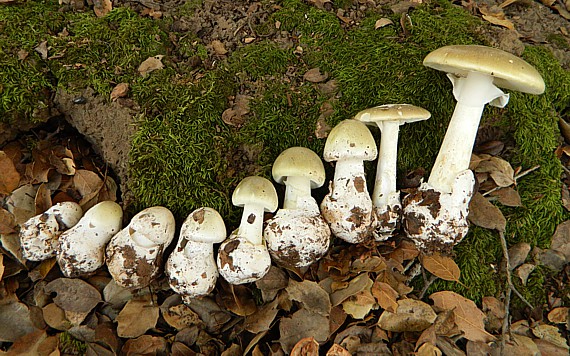 Grüner Knollenblätterpilz - Amanita phalloides