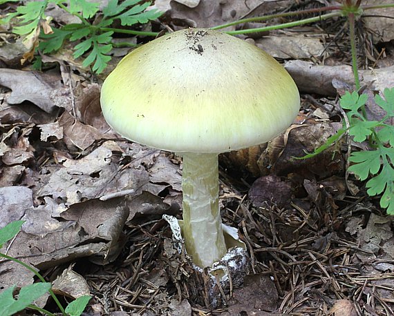 Grüner Knollenblätterpilz - Amanita phalloides