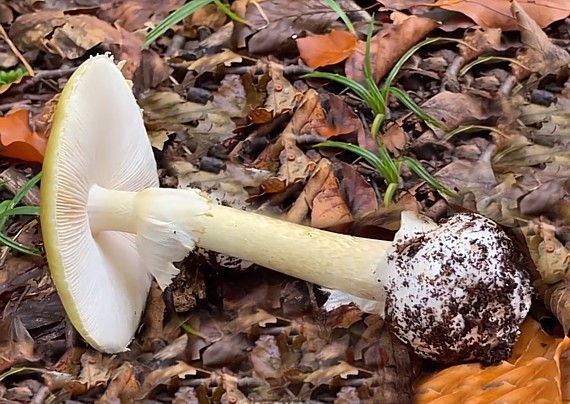 Grüner Knollenblätterpilz (Amanita phalloides) – tödlicher Giftpilz mit weissen Lamellen und Volva