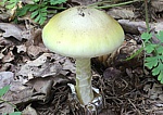 Grüner Knollenblätterpilz - Amanita phalloides