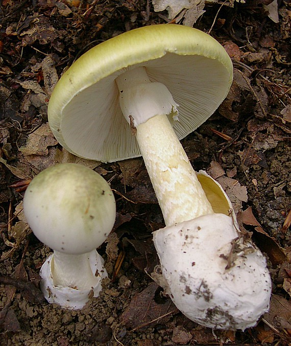 Grüner Knollenblätterpilz - Amanita phalloides