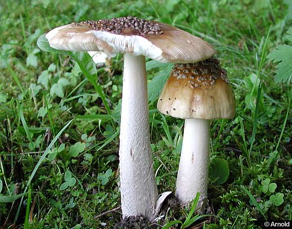 Riesenscheidenstreifling - Amanita ceciliae 