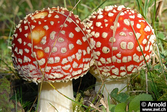 Bild von zwei Fliegenpilzen (Amanita muscaria)