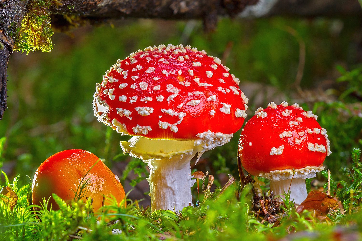 Fliegenpilz - Amanita muscaria - AWL.ch