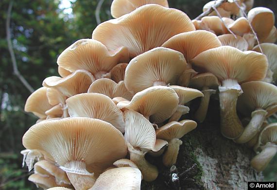 Hallimasch - Armillaria ostoyae