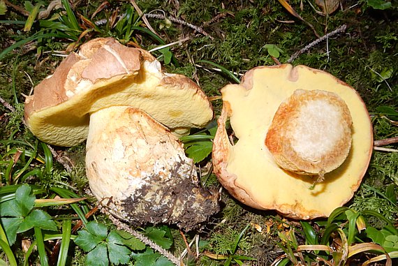 Falscher Anhängselröhrling (Butyriboletus subappendiculatus)