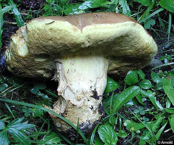 Nadelwald-Anhängsel-Röhrling (Butyriboletus subappendiculatus)
