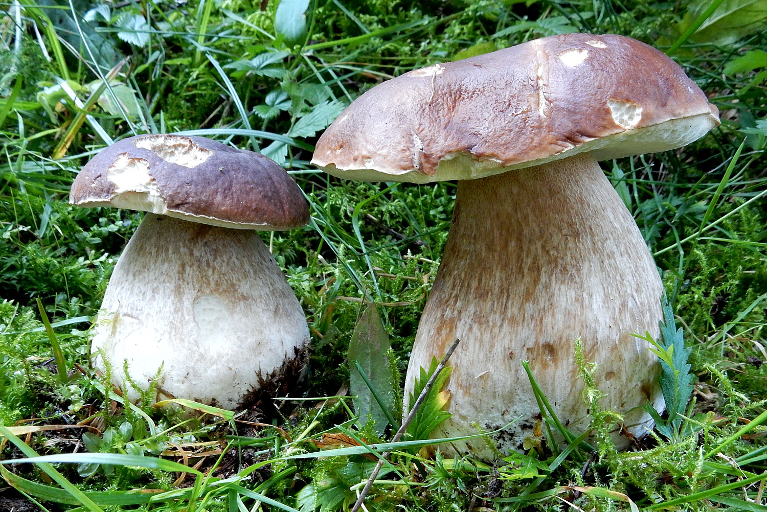 Steinpilz Krankheiten Steinpilzsuppe JZTTYF Steinpilz Krankheiten Steinpilzsuppe JZTTYF